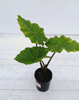Alocasia Portora Variegata