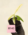 Epipremnum amplissimum variegata 'Albo'