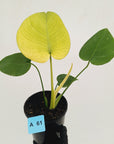 Monstera Deliciosa 'White Monster'