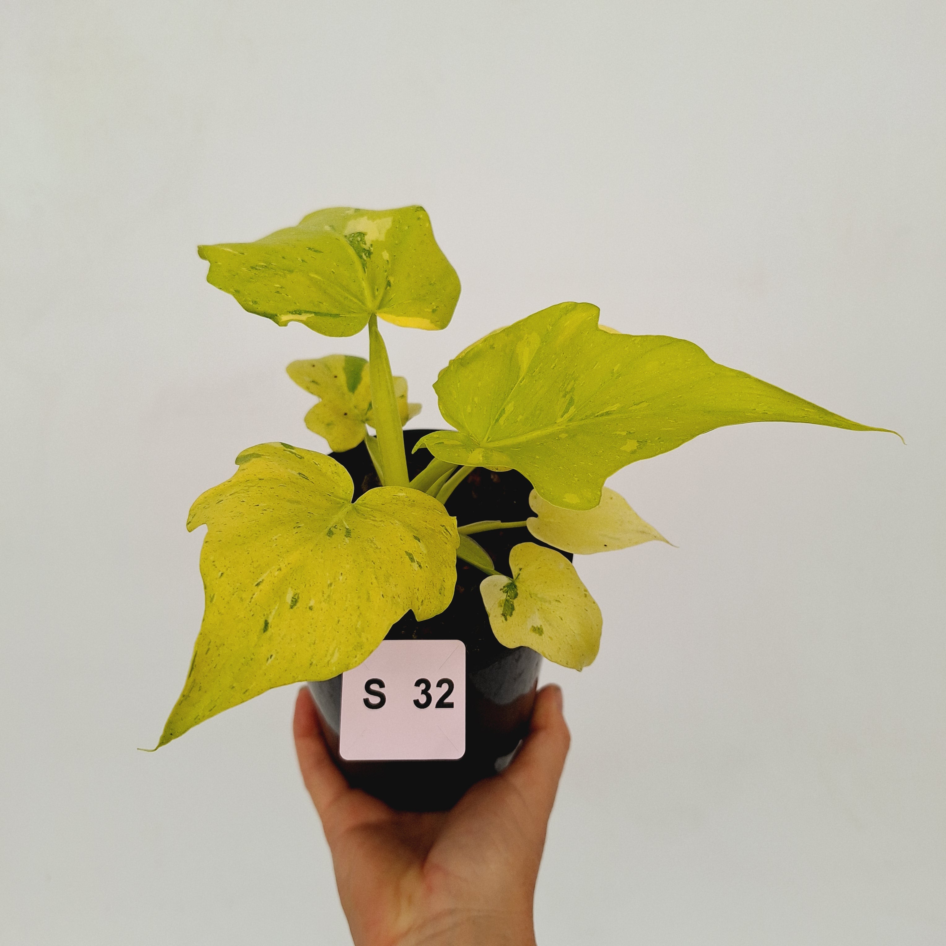 Philodendron warscewiczii Gold Variegata