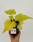 Philodendron warscewiczii Gold Variegata