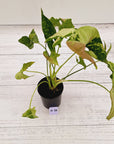Syngonium podophyllum Confetti Tricolour