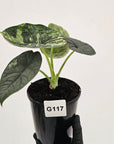 Alocasia melo 'Rhino Skin' Variegata