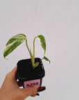 Monstera borsigiana 'Albo' - SALE