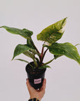 Philodendron 'Pink Princess Galaxy Marble' Sport