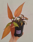 Philodendron 'Orange Princess' Sport