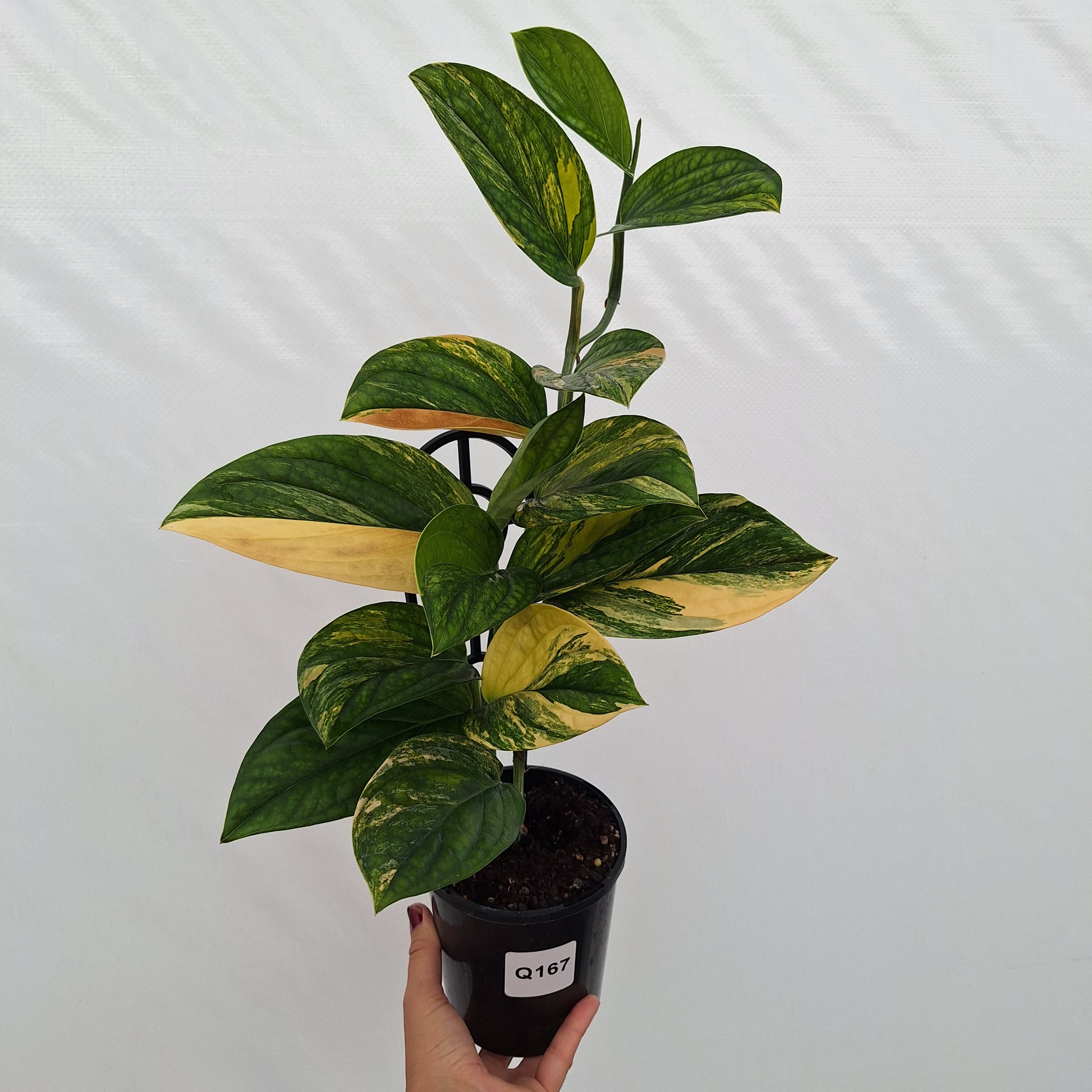Monstera karstenianum 'Peru Variegata'