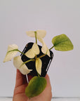 Homalomena rubescens Variegata