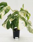 Monstera borsigiana 'Albo'