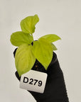Homalomena rubescens Golden Hibiscus’ - Bare Bottom Baby - SALE