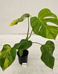 Monstera borsigiana Aurea