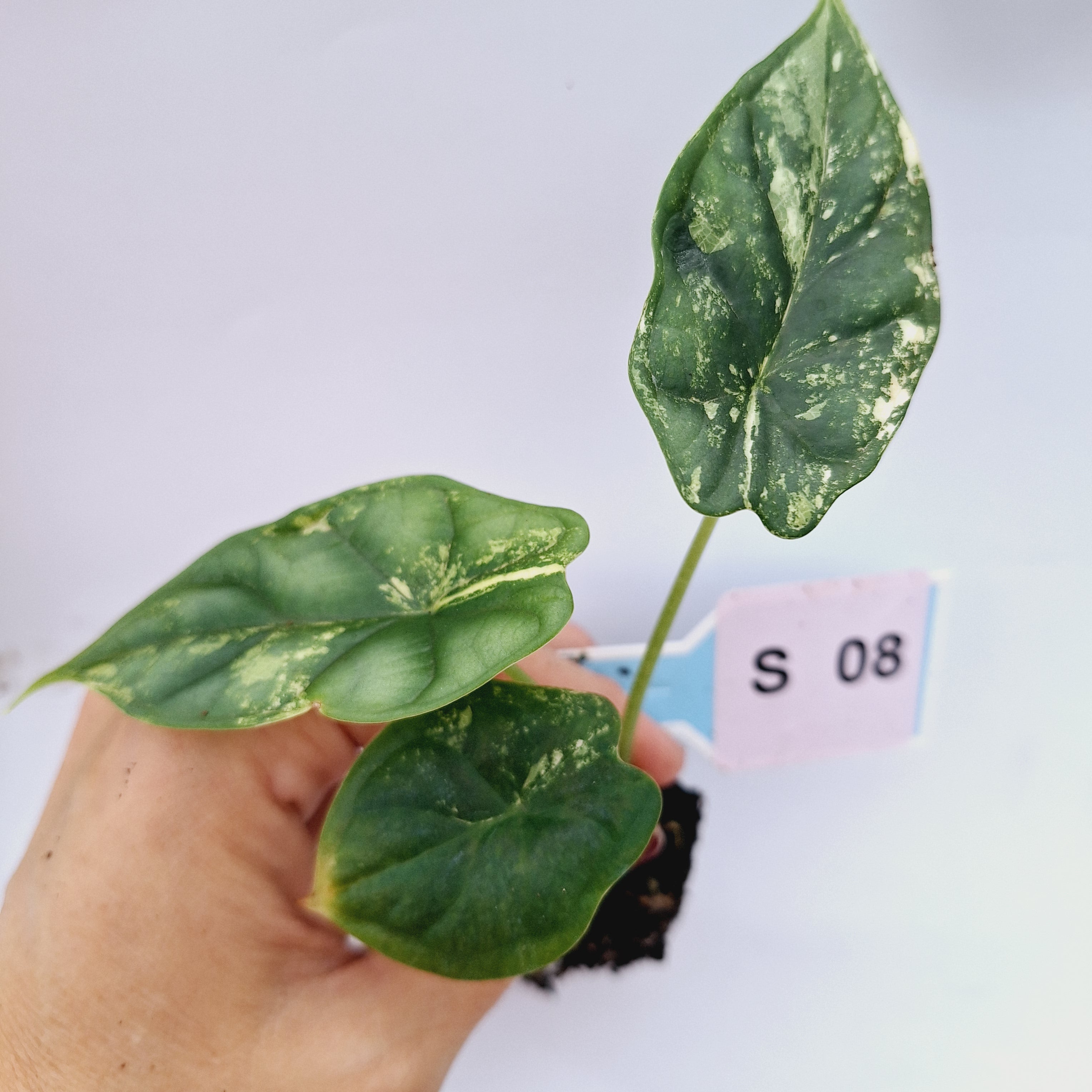 Alocasia Dragon Scale Variegata - Bare Bottom Baby