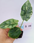 Alocasia Dragon Scale Variegata - Bare Bottom Baby