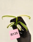 Epipremnum amplissimum variegata 'Albo'