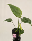 Monstera Deliciosa 'Mint' - SALE