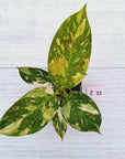 Philodendron Green Congo Variegata (Nuclear)