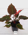 Homalomena rubescens Flaming Red Variegata