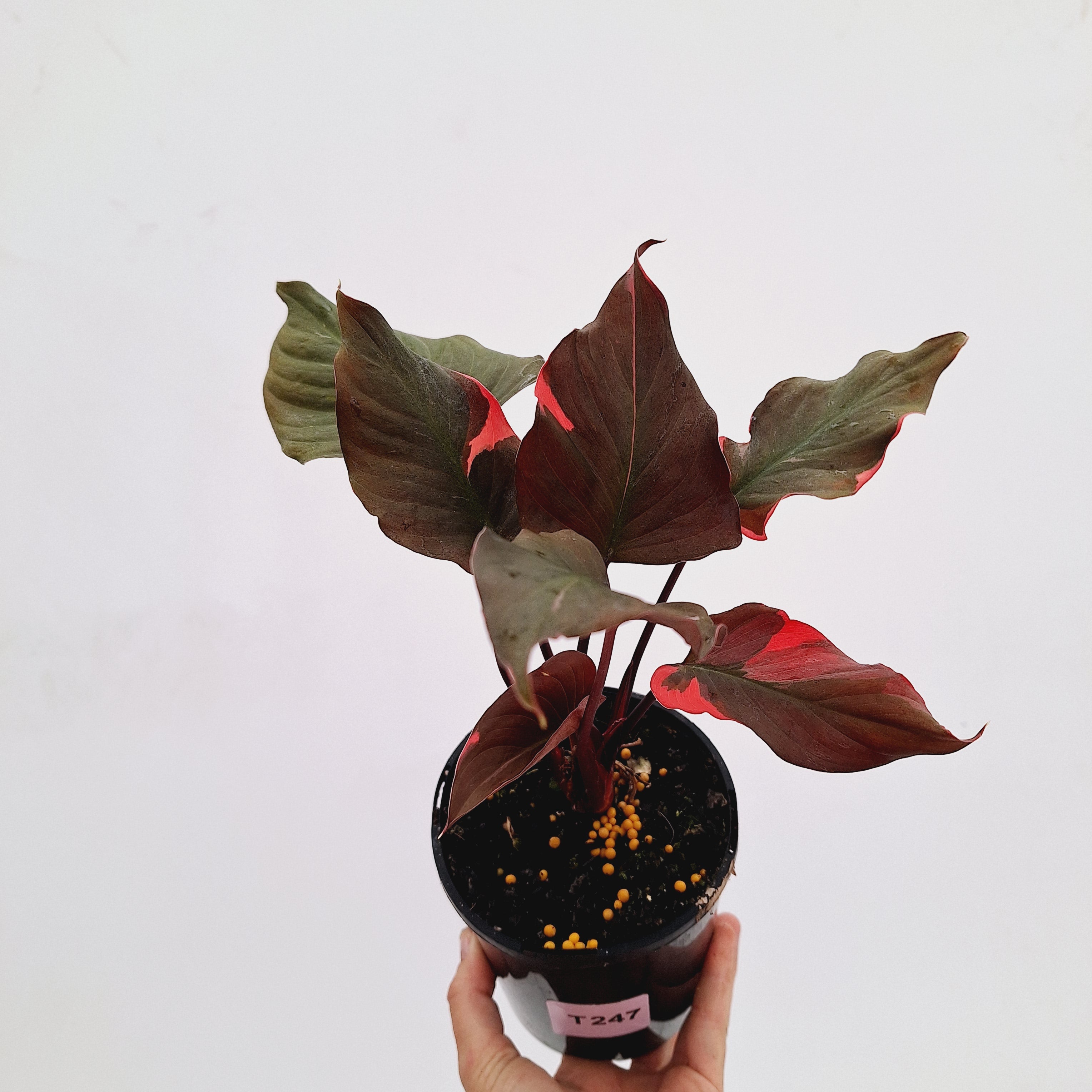 Homalomena rubescens Flaming Red Variegata