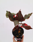 Homalomena rubescens Flaming Red Variegata