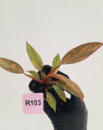 Philodendron 'Orange Princess' 70mm