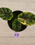 Alocasia sinuata Variegata