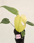 Monstera Deliciosa 'Mint' - SALE