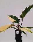 Philodendron serratum Caramel Marble