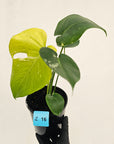 Monstera Deliciosa 'Mint'