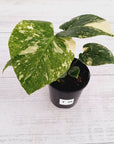 Monstera deliciosa Thai Constellation Sports
