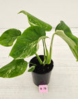 Monstera borsigiana 'Albo'