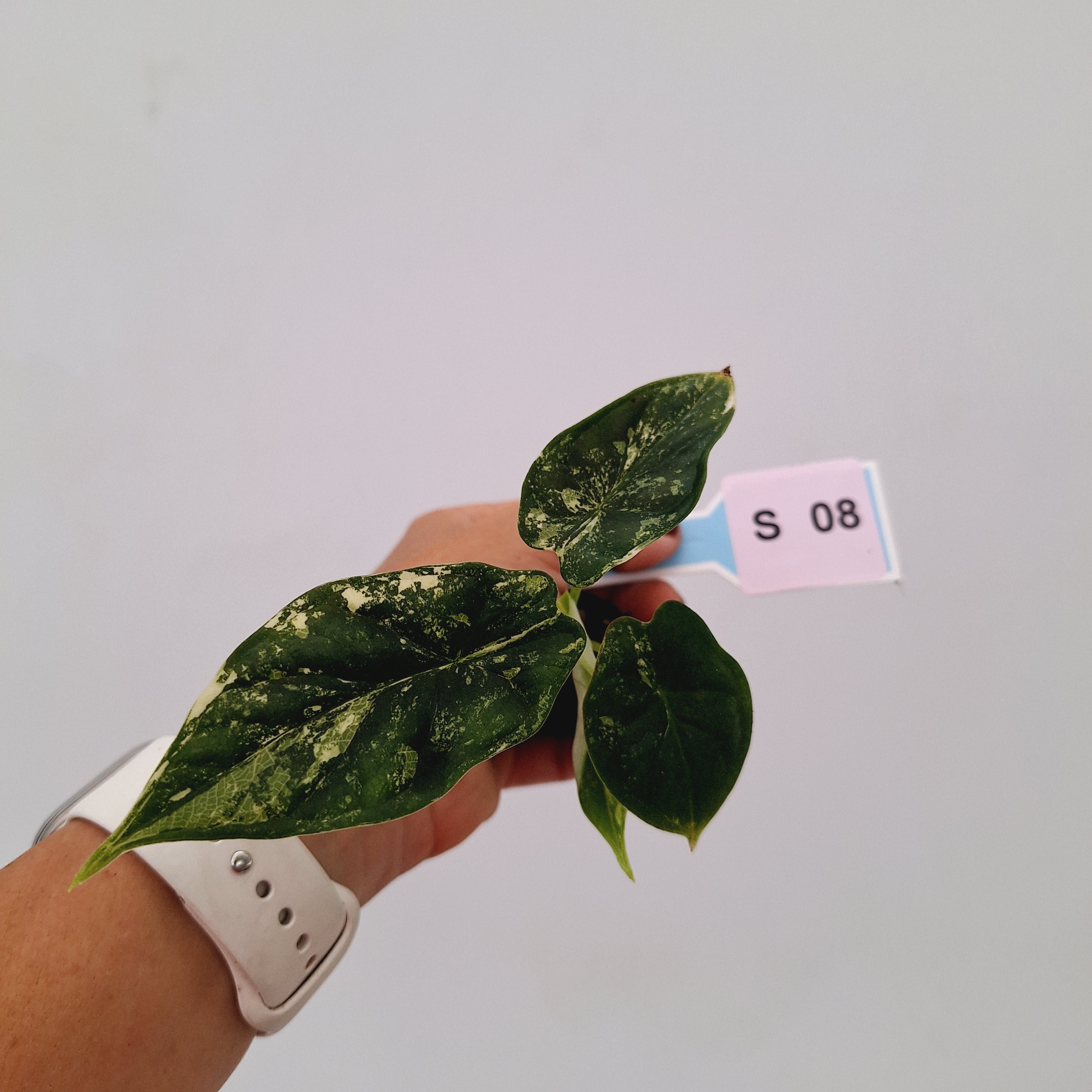 Alocasia 'Simpo' Albo Variegata- Bare Bottom Baby⁷