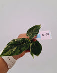 Alocasia 'Simpo' Albo Variegata- Bare Bottom Baby⁷