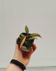 Philodendron 'Orange Princess'