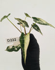 Alocasia Amazonica bambino Variegata - Bare Bottom Baby