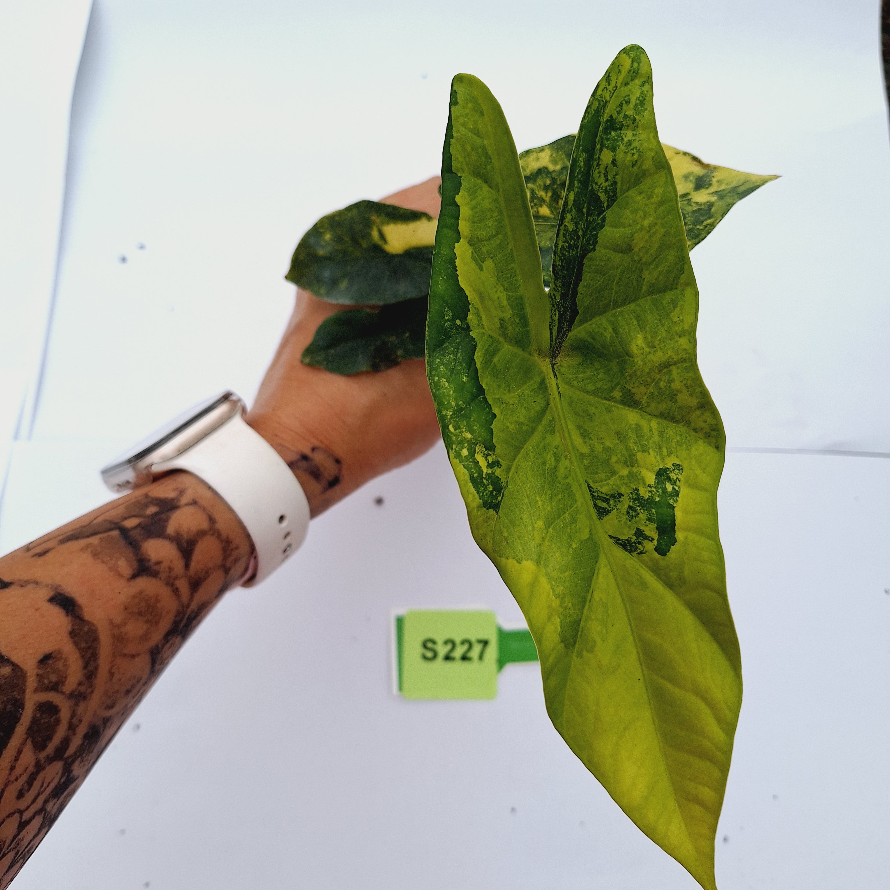Alocasia ‘Simpo Aurea’ Variegata - Bare Bottom Baby
