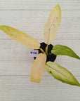 Philodendron 'Whipple Way' SALE