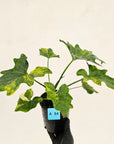Philodendron bipinnatifidum variegata - SALE