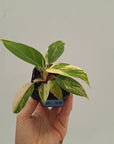 Philodendron imperial green variegata
