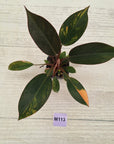 Philodendron 'Rojo Congo Variegated' 70mm