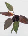 Philodendron 'Orange Princess' - FLASH SALE