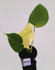 Monstera Deliciosa 'Mint' - SALE
