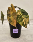 Alocasia ‘wentii’ Variegated - Sale