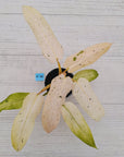 Philodendron 'Whipple Way' SALE