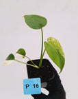 Monstera Deliciosa 'White Monster'