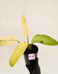 Philodendron 'Whipple Way' SALE