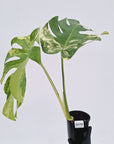Monstera deliciosa Variegata