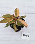 Philodendron 'Orange Princess'