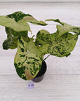 Syngonium podophyllum Confetti Tricolour