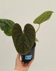 Anthurium Luxurians