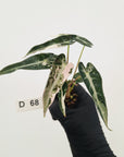 Alocasia Amazonica bambino Variegata - Bare Bottom Baby